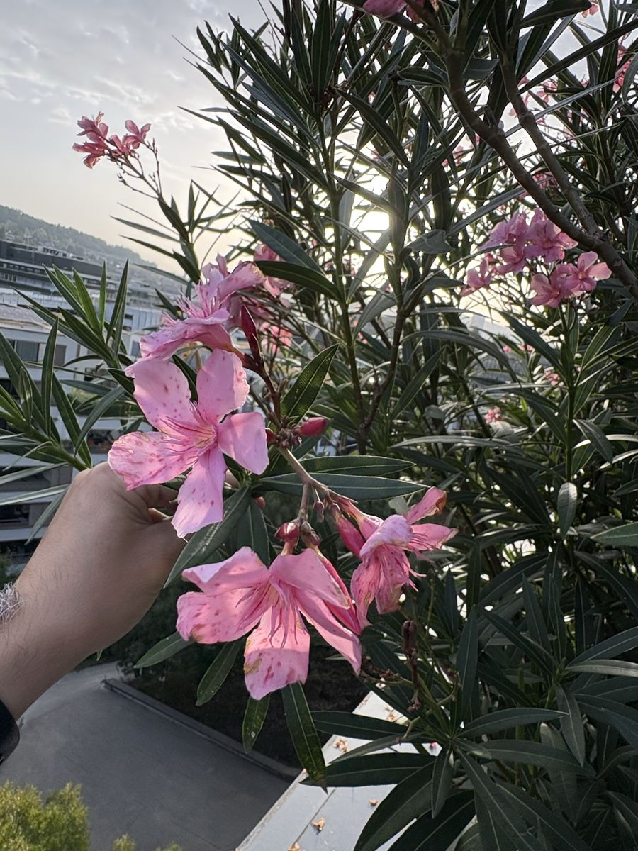 Piante & sementi: Oleander mit rosa Blüten inkl. Topf  – Usato da Zürich venduto da seb_8rsb 2
