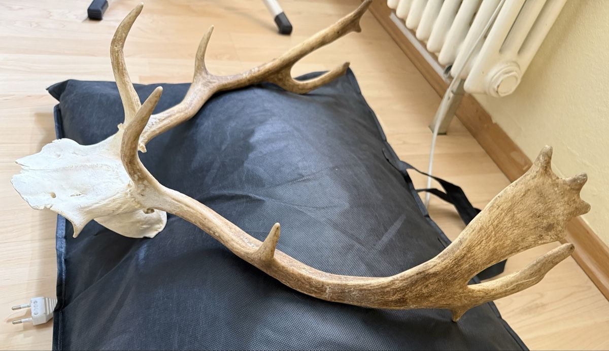 Welt der Tiere: Geweih – Gebraucht aus Basel von balenadelfino 3