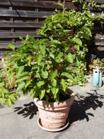 **MINI KIWI von BALDUR GARTEN - 3 PFLANZEN in TOPF**