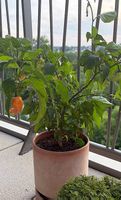 California Reaper Chili Pflanze