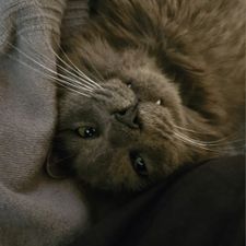 Profile image of Jumidole