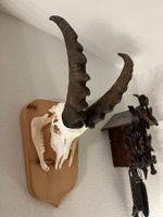 Steinbock, Trophäe, Präparat, Dekoration, Jagd