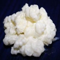 BIO Milchkefir Knollen / Kefirkörner, 12-15 g aktive Kultur