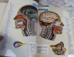Anatomie Tansvision : Körper & Kopf/Hals - 2x Mondo Verlag!