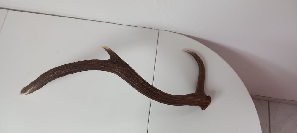 Welt der Tiere: Abwurfstange vom Hirsch – Gebraucht aus Buttikon SZ von MH1976 4