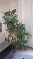 Zimmerpflanze gross Feigenbaum afrikanisch