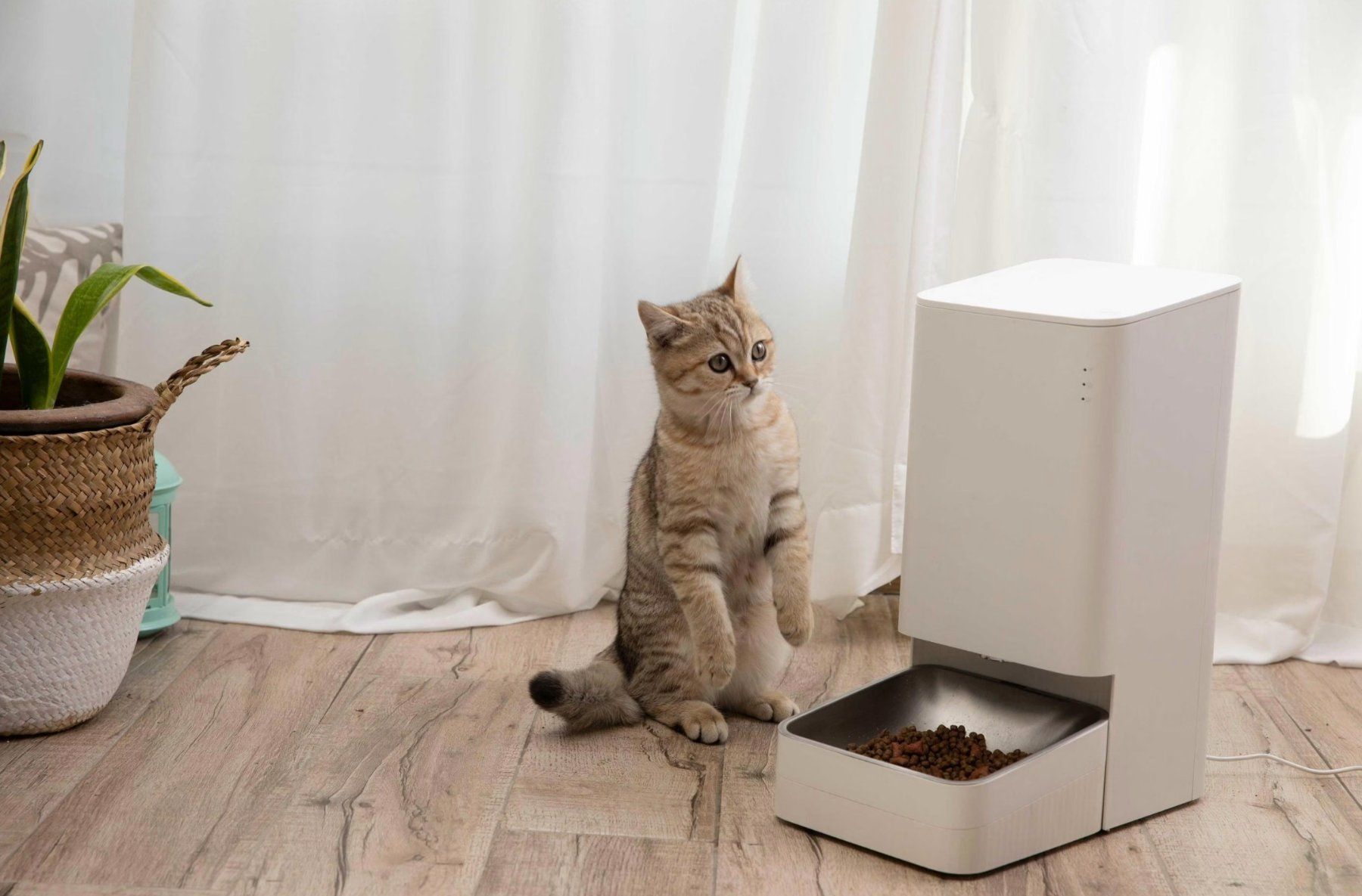 Mangimi: Xiaomi smart pet food feeder – Usato da Zürich venduto da bobighorus