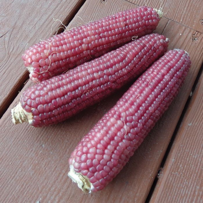 Pflanzen & Samen: 50 Samen NEON PINK Mais Popcornmais – Gebraucht aus Ehrendingen von VerveinaSamen 2