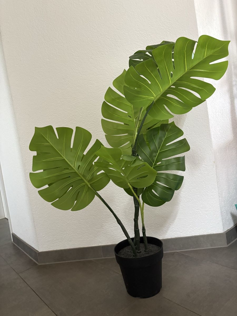 Pflanzen & Samen: Pflanze, Fejka Monstera – Neu (gemäss Beschreibung) aus Birr von sch_5qbf