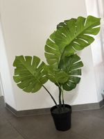 Pflanze, Fejka Monstera