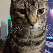 Profile image of ENEtikGaming