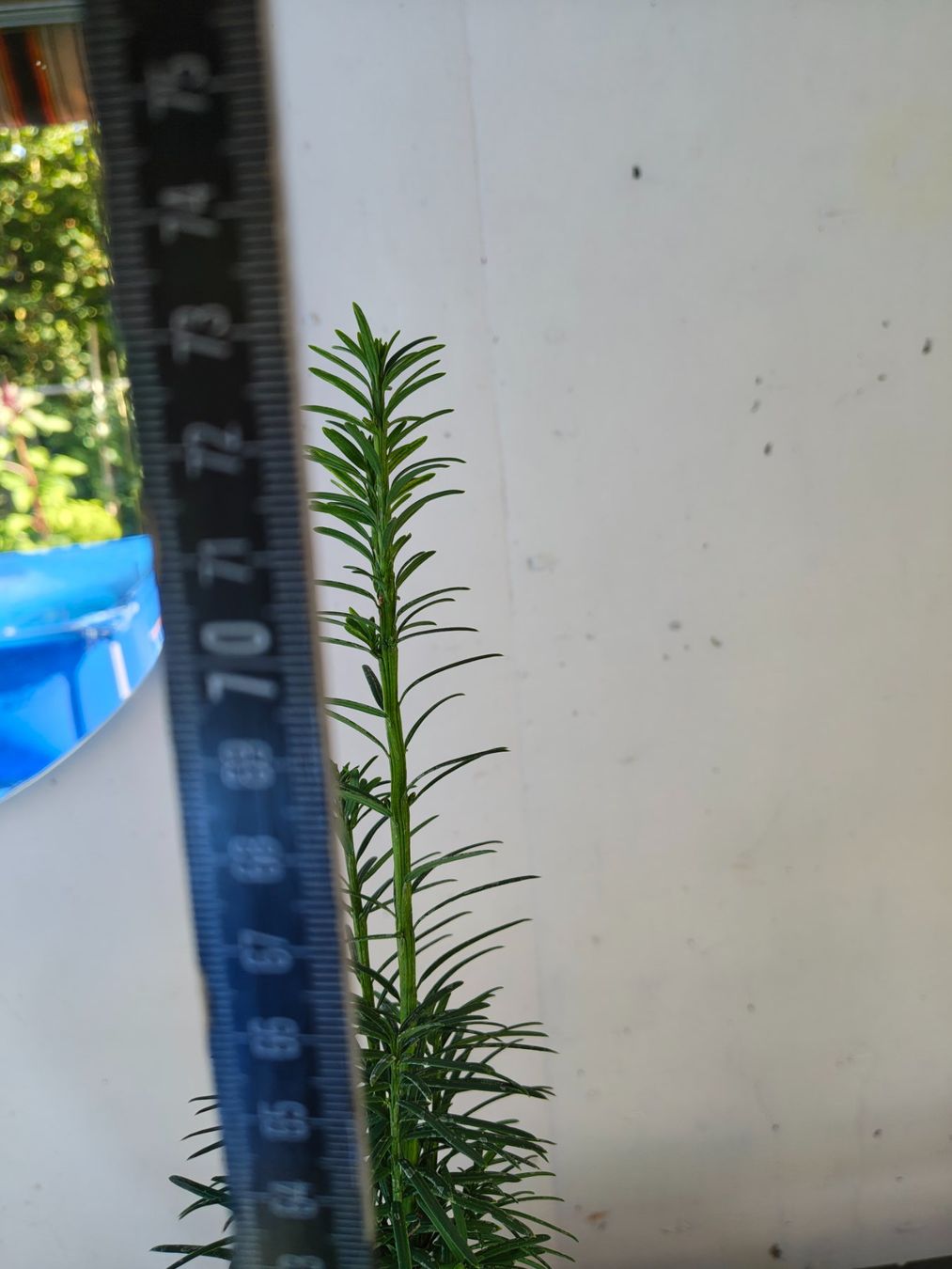 Piante & sementi: Eibe Taxus baccata – Nuovo (secondo la descrizione) da Uerkheim venduto da Justi.y 7
