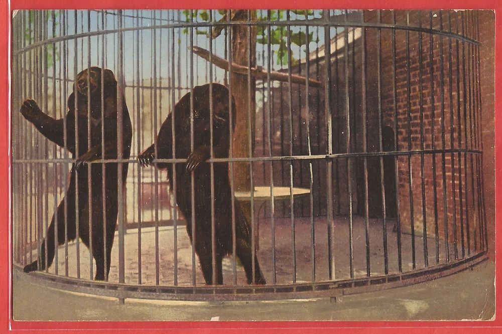 Basel Zoo Malayenbären Zoologischer Garten 1911 Kaufen auf Ricardo
