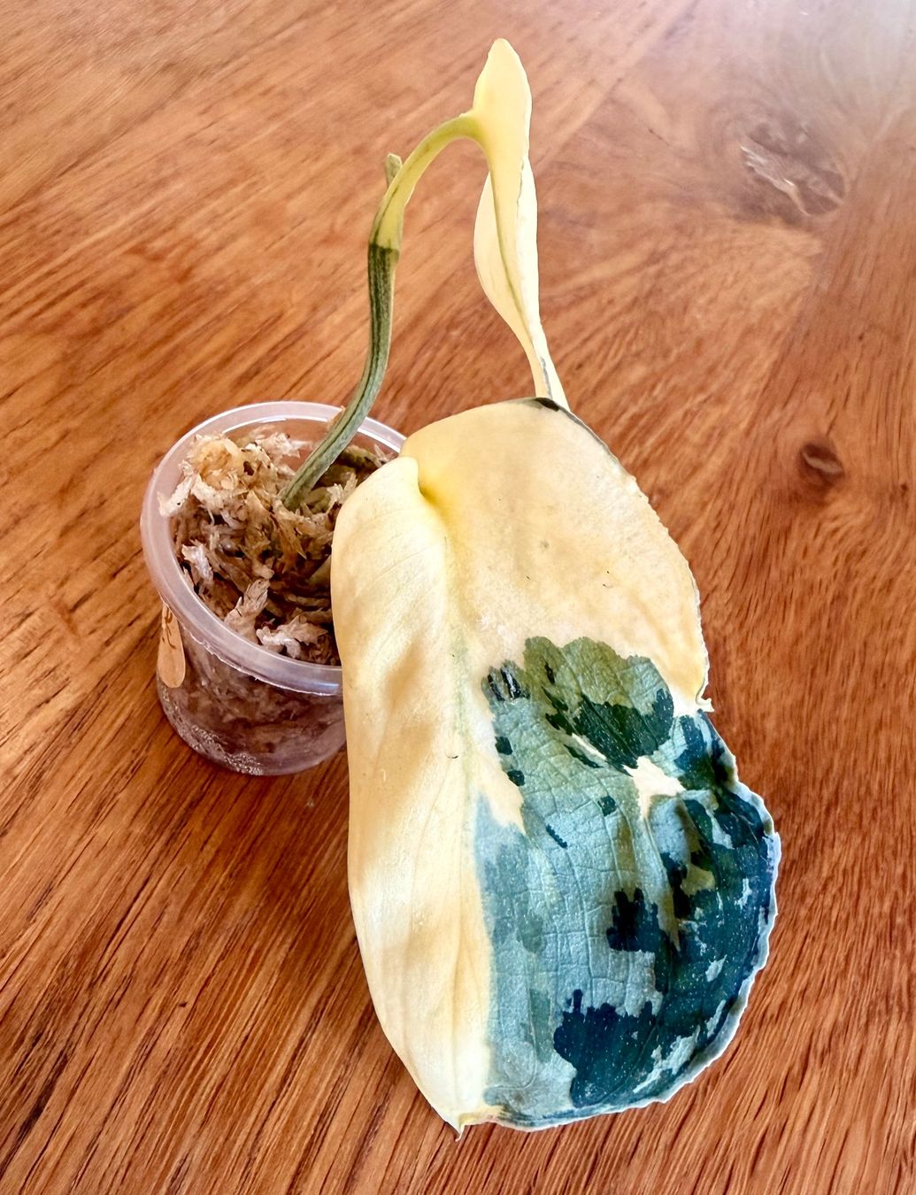 Piante & sementi: Scindapsus Mayari Variegata – Usato da Kaiseraugst venduto da dka_b97z