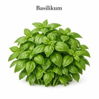 Basilikum