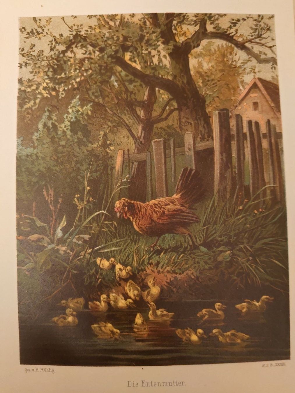 Foto & Immagini: Altes Bild "Die Entenmutter", B. Mühlig – Usato da Abtwil SG venduto da rabbit64 1