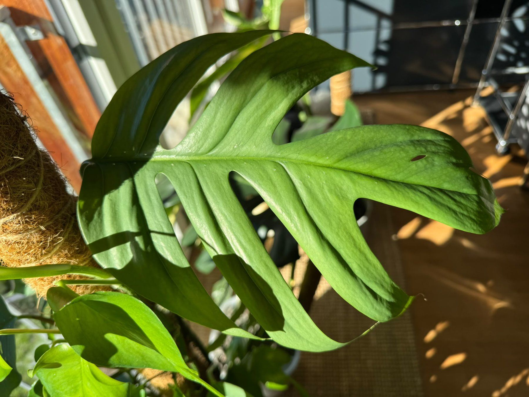 Piante & sementi: Epipremnum pinnatum 'Cebu Blue' - Kopfsteckling – Nuovo (secondo la descrizione) da Bühler venduto da googelibear 2