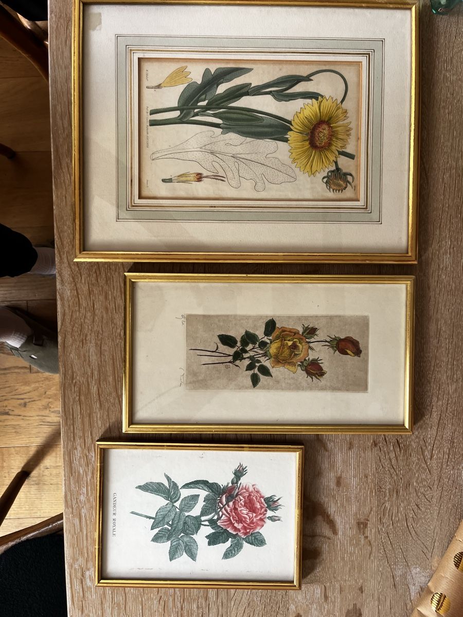 Poster & Bilder: 3 Goldrahmen 23 Karat Botanik Bilder – Neu (gemäss Beschreibung) aus Basel von thi0ja