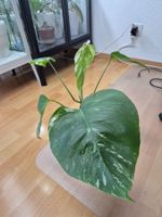 Monstera Deliciosa Borsigiana albo Variegata 3