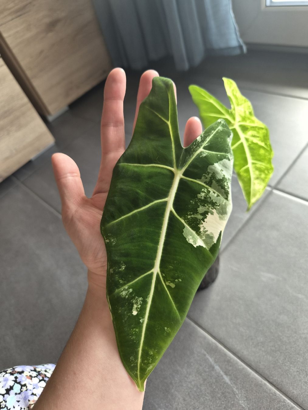 Piante & sementi: Grosse Alocasia Frydek Variegata – Nuovo e nell'imballaggio originale da Aarburg venduto da lau_jtf8 3