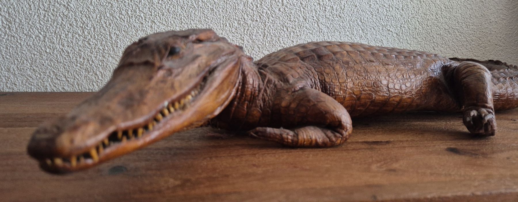 Il mondo degli animali: Antikes Ausgestopftes Krokodil 64cm – Usato da Zürich venduto da Dalema13 3