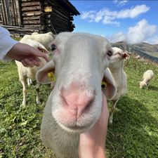 Profile image of Sheepy