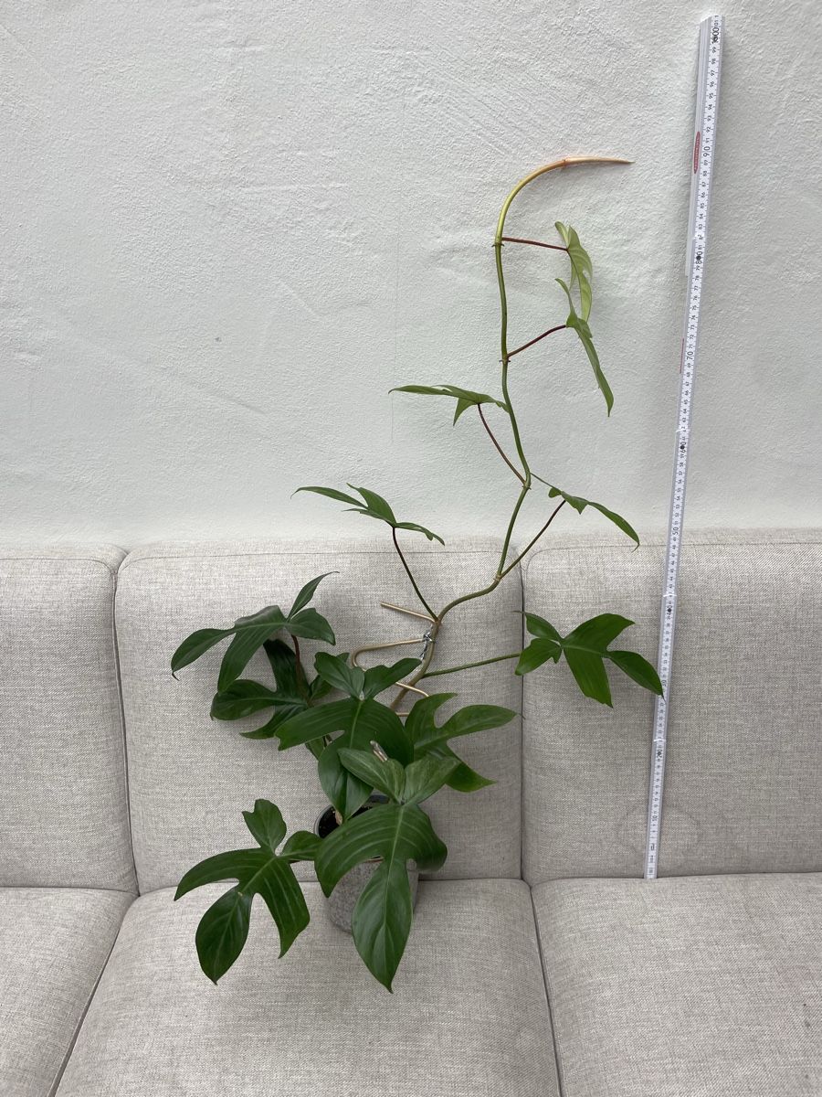 Piante & sementi: Philodendron Florida Ghost – Usato da Reinach BL venduto da isa_cgz8
