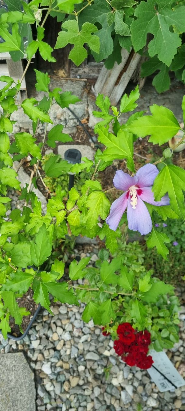 Pflanzen & Samen: Hibiskus Strauch mit Bluete – Gebraucht aus egliswil von Maggy6 1
