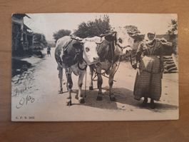 Kühe & Bäuerin auf Weg 
