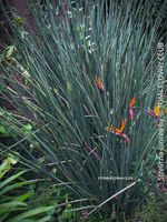 Strelitzia Juncea - Blatt-lose Rarität aus Südafrika