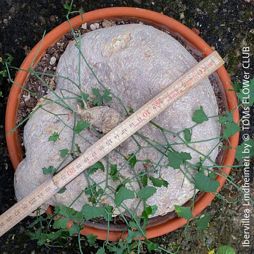 Plantes & graines: Ibervillea Lindheimeri - einfach nur einzigartig – Neuf avec emballage d'origine à Adliswil par astom369 3