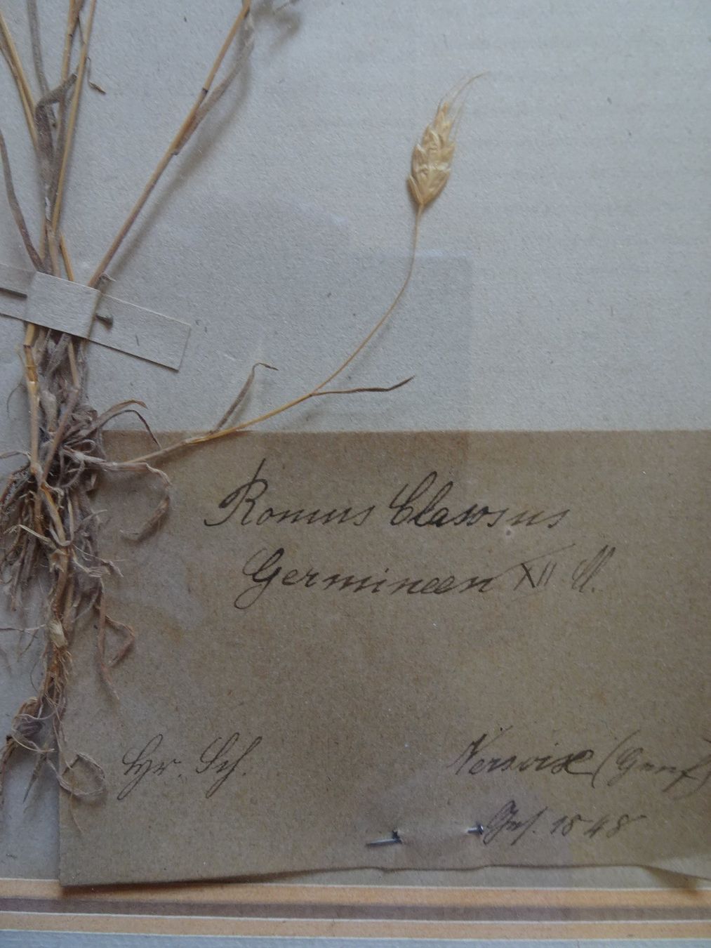 Pflanzen & Samen: Herbarium, Botanik, antik 1848 – Gebraucht aus Niederbipp von abilon7 1