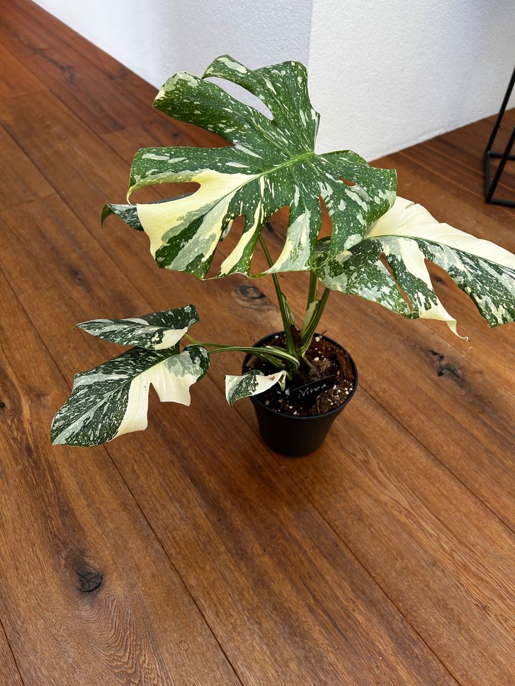 Pflanzen & Samen: Monstera Thai Constellation💚 – Gebraucht aus Wattwil von Mikesplantshop 2