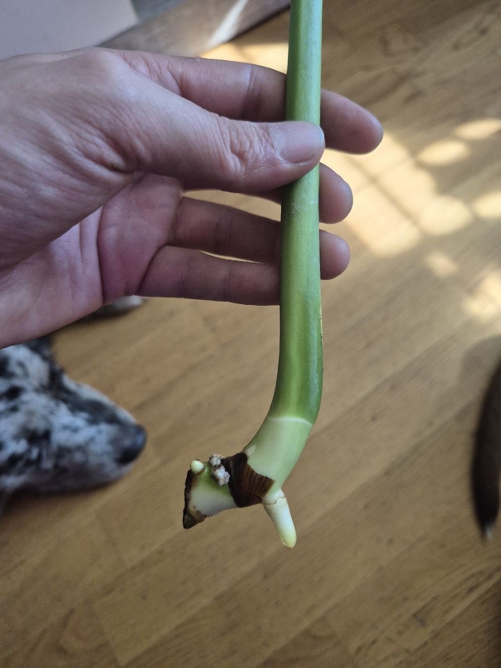 Piante & sementi: Monstera Deliciosa - Bouture – Usato da Châtelaine venduto da SwissGreenVault 2