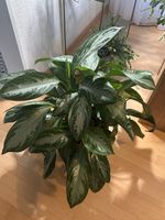 Wunderschöne, grosse Aglaonema (Kolbenfaden) – ca. 70 cm