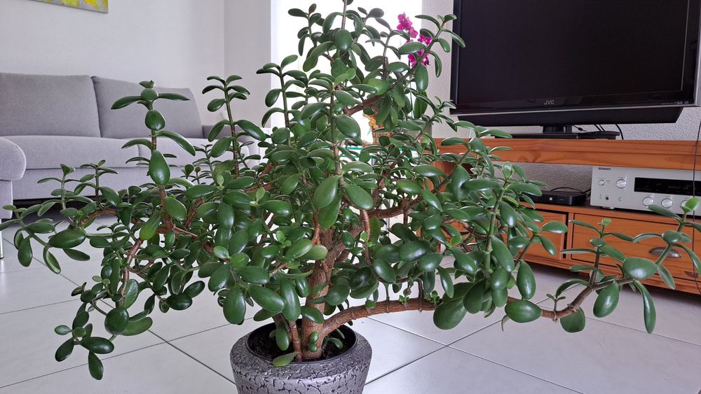 Prächtiger Geldbaum, über 50 cm hoch Kaufen auf Ricardo