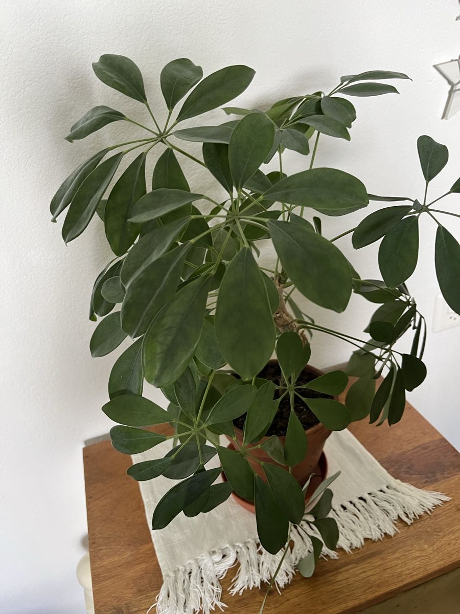 Piante & sementi: Schefflera, Zimmerpflanze  – Usato da Davos Platz venduto da butzele13 1