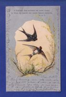 OISEAU - Hirondelles