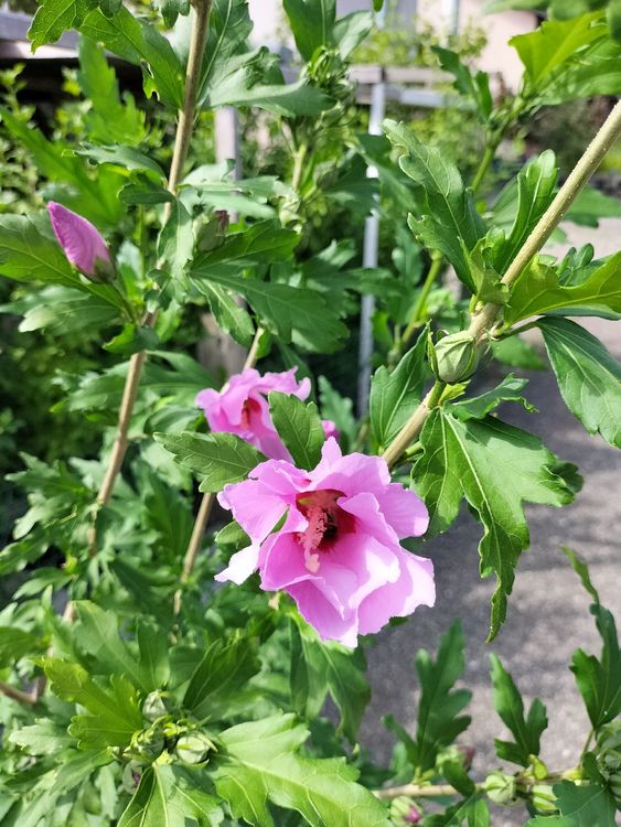 Hibiskus Winterhart Kaufen auf Ricardo
