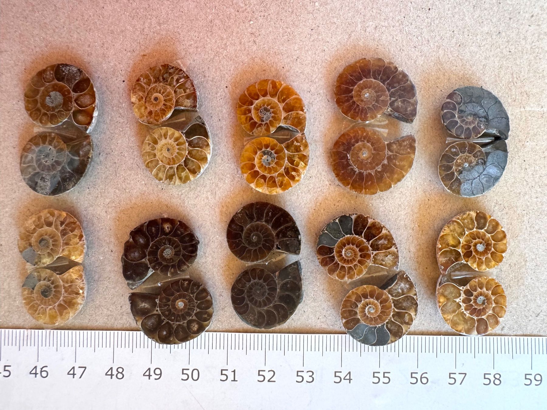 Fossilien: Ammoniten   - 10 Paar klein!, top poliert - lässige Sammlung – Neu und originalverpackt aus Leuggern von gemshow 4