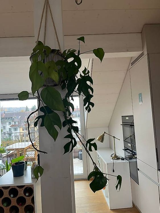 Hngepflanze Monstera (Gebraucht) in Luzern fr CHF 20  nur Abholung auf  Ricardo kaufen