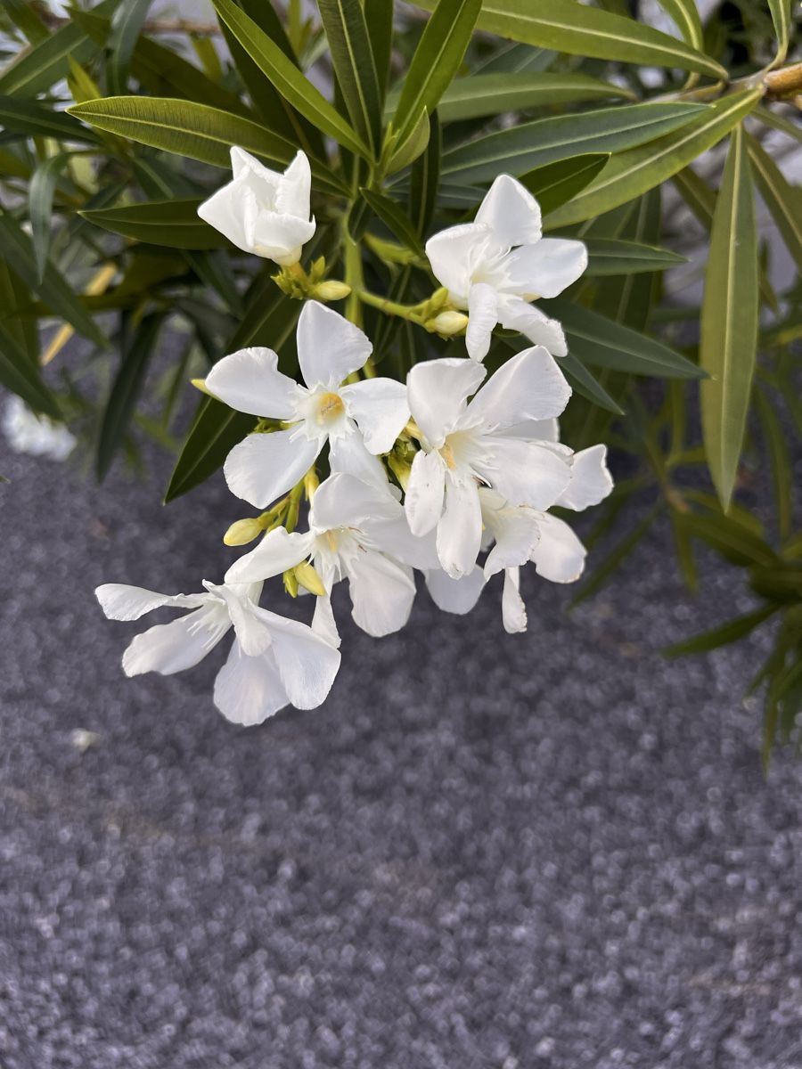 Piante & sementi: Oleander weiss, ca 170cm hoch – Usato da Münchenbuchsee venduto da wurzel123