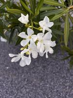 Oleander weiss, ca 170cm hoch