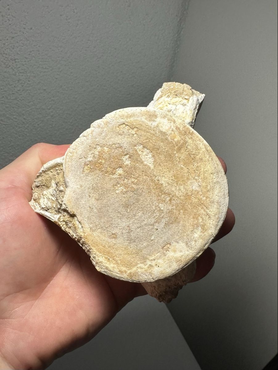 Fossili: Grosser fossiler Plesiosaurus Wirbelknochen – Usato da Lutzenberg venduto da CS65 6