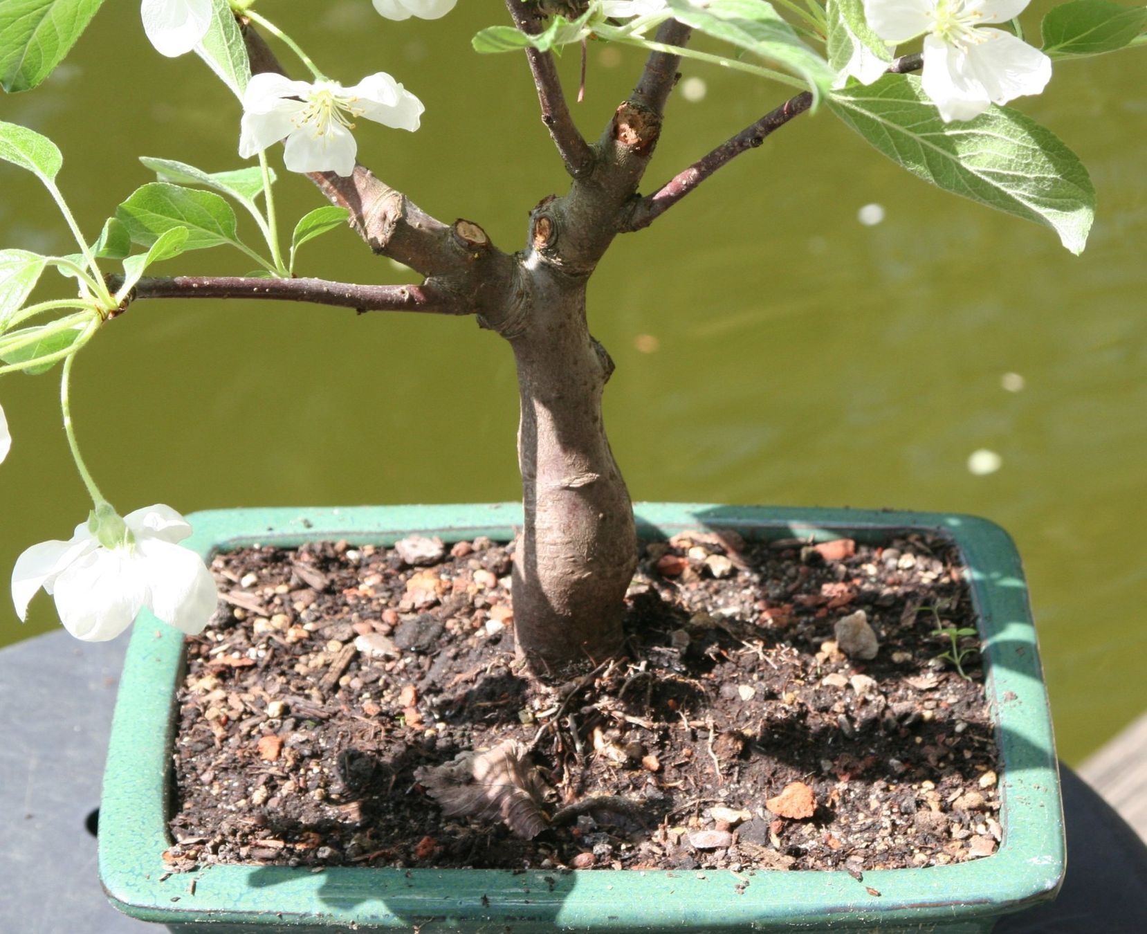 Plantes & graines: BONSAI  -  Zierapfel – D'occasion à Gretzenbach par Sikim 2