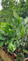 Alocasia macrorrhizos