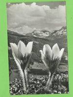 Davos, Pelzanemonen