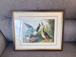 John James Audubon – Shoveller Duck - Rip 32 x 26 cm