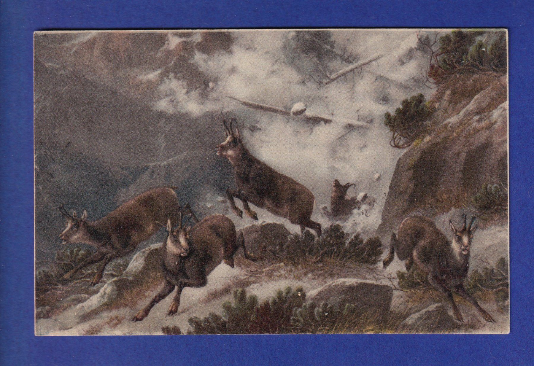 Cartes postales: CHAMOIS – D'occasion à Pully par nicecards-shop