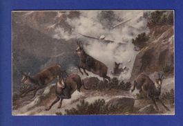 CHAMOIS